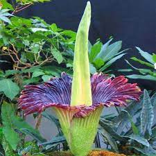 Egrow 10pcs Pack Corpse Flower Seeds Beautiful Flower Of Indonesia The World S Largest Flower Flower Seeds Corpse Flower Large Flowers