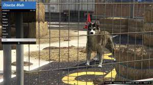 And secret 50g achievement hasn't . Husky Gta 5 Animals How To Play Where To Find
