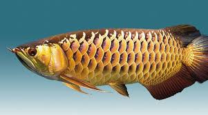 Pin Di Aquarium