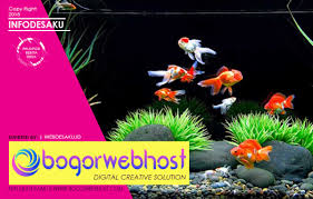 Sebab hobi ini memang menyenangkan. Cara Budidaya Ikan Mas Koki Di Aquarium Untuk Pemula Infodesaku