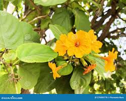 Image result for Cordia sp.A.