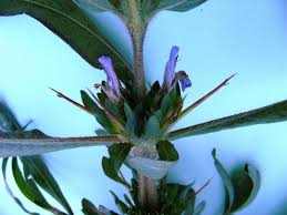 Image result for Hygrophila schulli