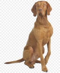 Please fill out this questionnaire to let us know what makes yours a fantastic home! Wirehaired Vizsla German Wirehaired Pointer Puppy Golden Retriever Png 736x1000px Vizsla Bark Brac Breed Carnivoran Download