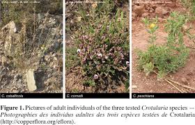 Image result for Crepidorhopalon tenuis