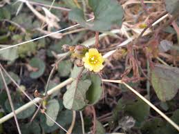 Image result for Merremia emarginata