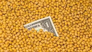 Image result for Brazzeia soyauxii