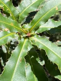 Image result for Macadamia tetraphylla