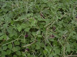 Image result for Macroptilium atropurpureum