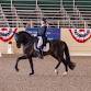 USDF Region 7/California Dressage Society State Championships