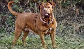 Når du rejser med hund/kat via sverige. Der Broholmer Im Rasseportrait Zooroyal Magazin