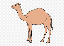 Suggested clip · 76 seconds. Drawing Camels Printable Camel Drawing Easy Hd Png Download 680x678 3872763 Pngfind
