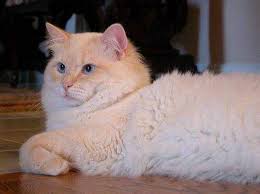 These cats are a mix of tortie and lynx breeding, and have both stripes and red/cream coloring. Maryland Ragdoll Cattery Ragdoll Kittens For Sale