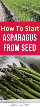 How To Grow Asparagus From Seed Growing Asparagus Growing Asparagus From Seed Asparagus