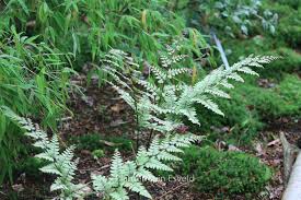 Image result for Athyrium newtonii