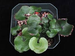 Image result for Adiantum reniforme