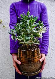 Sep 03, 2019 · not yet got your own jade plant? Repotting Jade Plants How To Do It Soil The Mix To Use