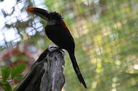 Image result for Pteris auquieri