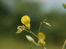 Image result for Smithia