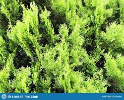 We did not find results for: Cypress In Pot Coniferenbaume Strasse Im Hintergrund Stockfoto Bild Von Betrieb Zweig 161186172