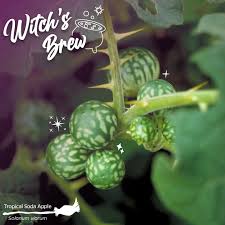 Image result for Solanum viarum