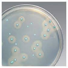 Even freezing doesn't stop it. Brilliance Listeria Agar Base