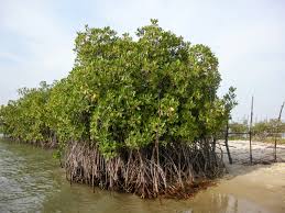 Image result for Rhizophoraceae