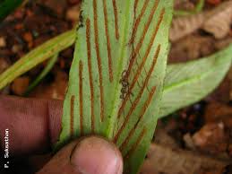 Image result for Loxogramme