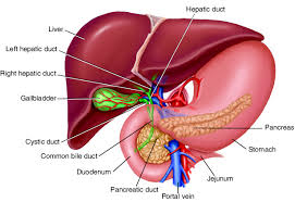 The liver is an organ only found in vertebrates which detoxifies various metabolites, synthesizes proteins and produces biochemicals necessary for digestion and growth. Liver Taber S Medical Dictionary
