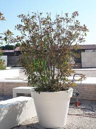 Pot Toscane En Pierre Reconstituee Tres Grand Pot De Fleur Exterieur Grands Pots De Jardin Grands Pots De Fleurs Pot Jardin