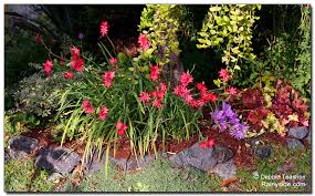 Image result for Hesperantha