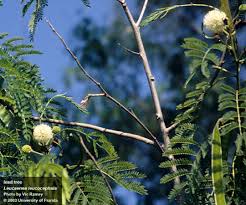 Image result for Leucas fulvipila