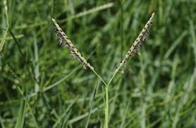 Image result for Paspalum