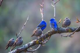 Grandala Birds Through Himachal Sainj Valley