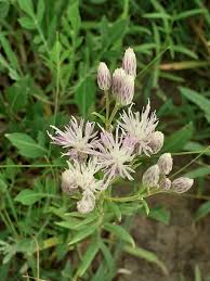 Image result for Mikaniopsis