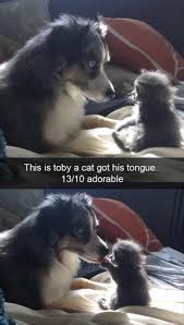 55 Funny Fuzzy Animal Memes Cutesypooh Cute Animals Funny Animals Funny Animal Pictures