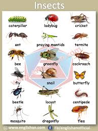 Insect Vocabulary With Picture And Flashcards Vocabulary Idioms And Phrases English Writing Skills