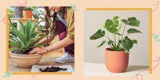 Best unique mother's day flowers. Mother S Day 2021 Gift Ideas 20 Best Flowers And Plants