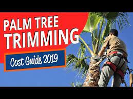 Palm tree trimming cost factors Palm Tree Trimming Cost Guide 2021 Compare Prices How To Save