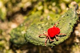 Image result for Chigger