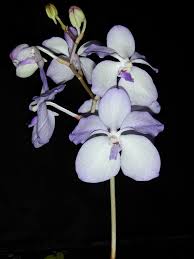 Image result for Vanda coerulea