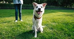 The Tripawd Life: What To Expect When You Adopt A 3-Legged Dog | PetMeds®