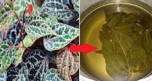 Hal ini dikarenakan kandungan antiseptik dalam daun sirih dapat membunuh bakteri penyebab penyakit batuk. Pakai Sirih Merah Nafas Lega Dan Tangan Bersih Bebas Corona