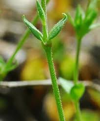 Image result for Cliffortia serpyllifolia