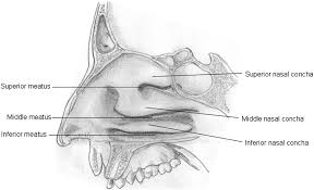 Surgical Anatomy of the Nasal Cavity and Paranasal Sinuses - Oral and  Maxillofacial Surgery Clinics