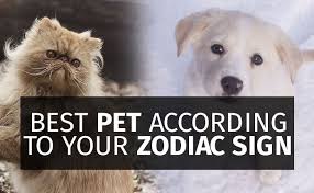 We take a look at the stars to see what kind of gemini cats are chatty and charming creatures. The Best Pet For You Based On Your Zodiac Star Sign Thelivemirror