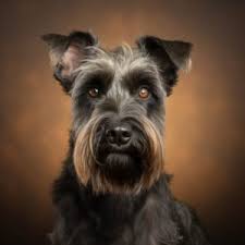 Image result for ČESKÝ TERIÉR