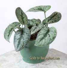 Trim discolored or damaged leaves using sharp and clean tools. Satin Pothos Care Tips Scindapsus Pictus Argyraeus