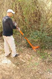 Does enzyme work on tree roots? Control Options For Chinese Privet Alabama Cooperative Extension System