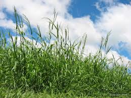 Image result for Panicum coloratum