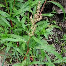 Image result for Rumex lanceolatus